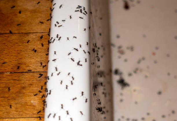 Best Wasp Removal Services  in West Samoset, FL